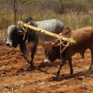 SASOL’s Conservation Agriculture Pilot Project